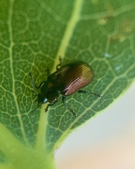 Phratora purpurea