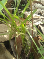 Hypoxis mexicana