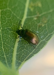 Phratora purpurea