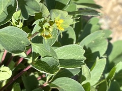 Sibbaldia parviflora