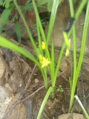 Hypoxis mexicana