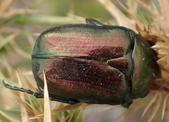 Protaetia angustata