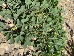 Sibbaldia parviflora