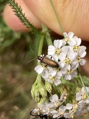 Chrysanthia geniculata