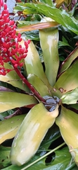 Aechmea fulgens