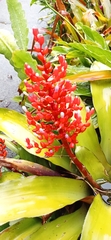 Aechmea fulgens