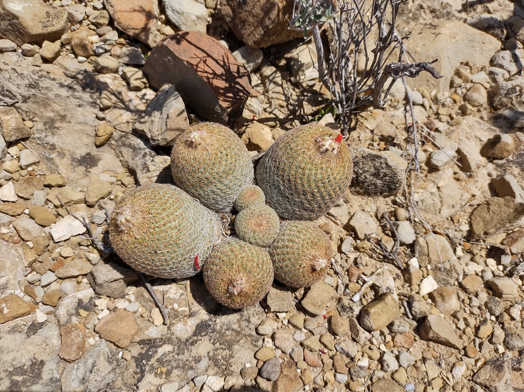 Epithelantha greggii, Parras, MX-CA, MX