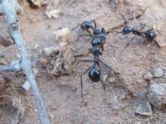 Messor capensis