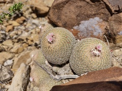 Epithelantha greggii polycephala