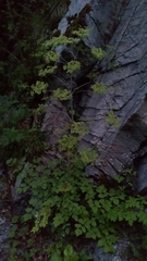 Peucedanum verticillare