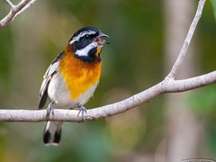 Spindalis zena benedicti