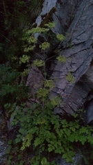 Peucedanum verticillare