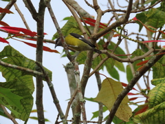 Coereba flaveola caucae
