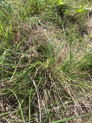 Nassella leucotricha