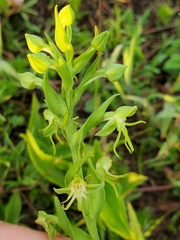 Habenaria filifera