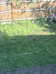 Marmota monax