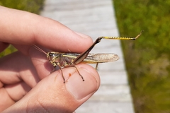 Stethophyma lineatum