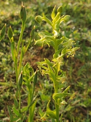 Habenaria filifera
