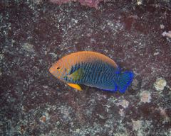 Centropyge potteri