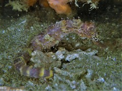 Hippocampus comes