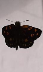 Metisella metis paris