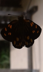 Metisella metis paris