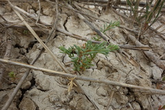 Suaeda prostrata