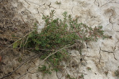 Suaeda prostrata