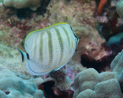Chaetodon multicinctus