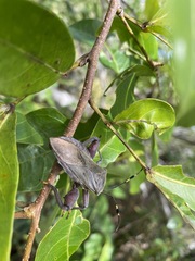 Pachylis nervosus