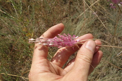Allium praescissum