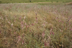 Allium praescissum