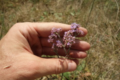 Limonium tomentellum