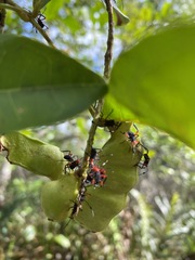 Pachylis nervosus