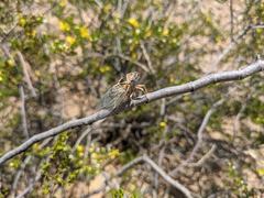 Diceroprocta eugraphica