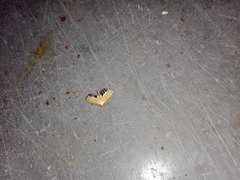 Nymphicula trimacula