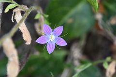 Campanula spatulata