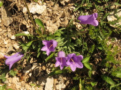 Campanula alpestris