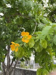 Gonopterodendron arboreum