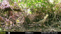 Nycticorax nycticorax image