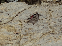 Diaethria nystographa