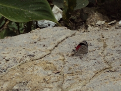 Diaethria nystographa