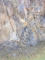 Lampropeltis polyzona