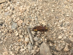 Scolia picteti