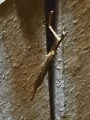 Bistanta mexicana