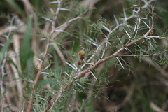 Vachellia natalitia