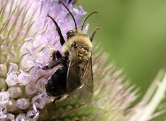 Melissodes desponsus