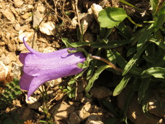 Campanula alpestris