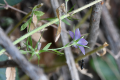 Campanula spatulata