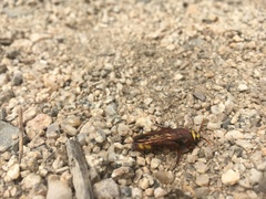 Scolia picteti